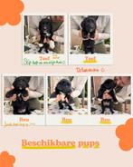 Golden Retriever x Australian Shepherd puppy's, Dieren en Toebehoren, Honden | Retrievers, Spaniëls en Waterhonden, Rabiës (hondsdolheid)