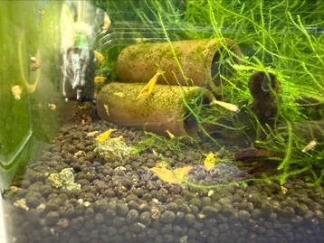 Yellow Fishbone Garnalen - Caridina beschikbaar voor biedingen