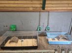 Vakantieopvang konijnen en cavia's, Ophalen, Kooi, Nieuw, 90 cm of meer