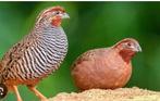 Koppel Junglebush kwartels beschikbaar, Dieren en Toebehoren, Vogels | Overige Vogels, Meerdere dieren, Tropenvogel, Geringd