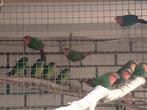 Roodkoppapegaai amedine, Dieren en Toebehoren, Vogels | Overige Vogels, Meerdere dieren, Tropenvogel