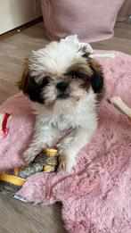 Shih tzu reu, Dieren en Toebehoren, Honden | Chihuahua's en Gezelschapshonden, Parvo, 15 weken tot 1 jaar, Eén hond, Nederland
