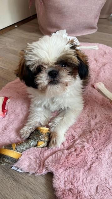 Shih tzu reu beschikbaar voor biedingen