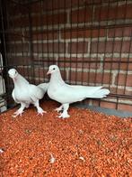 Takla, Dieren en Toebehoren, Vogels | Duiven, Geslacht onbekend
