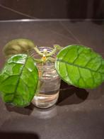 Hoya Vilosa, Huis en Inrichting, Kamerplanten, Ophalen of Verzenden, Halfschaduw, Minder dan 100 cm