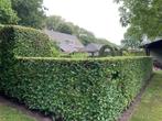 Tuinman heeft ruimte om uw haag te snoeien? Hovenier nodig?, Tuinonderhoud of Snoeiwerk