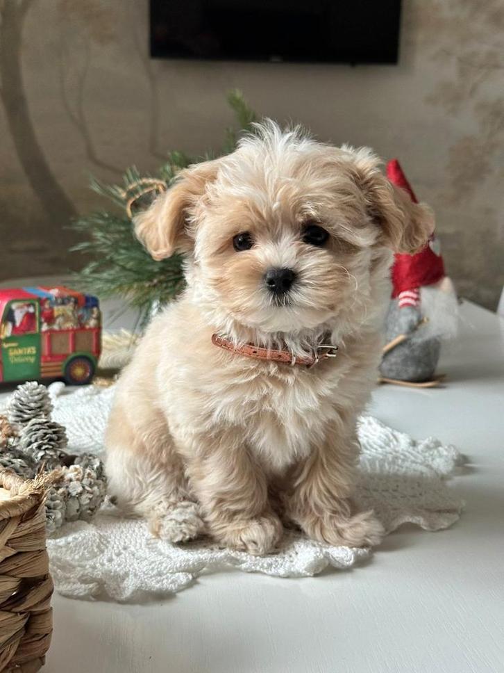 Mini maltipoo pup F1 teefje zoekt huisje, Dieren en Toebehoren, Honden | Chihuahua's en Gezelschapshonden, Teef, Overige rassen