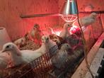 Legkip kuikens (lohman), Meerdere dieren, Kip