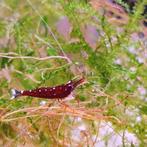 Caridina dennerli, Dieren en Toebehoren, Vissen | Aquariumvissen