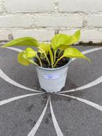 Epipremnum neon (5), Huis en Inrichting, Kamerplanten, Ophalen of Verzenden, Overige soorten, Minder dan 100 cm