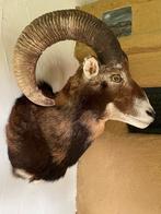 Mooie Moeflon Kop - Taxidermie, preparaat,opgezet,moeflon, Verzamelen, Dierenverzamelingen, Ophalen of Verzenden, Gebruikt, Gewei of Kop