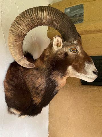 Mooie Moeflon Kop - Taxidermie, preparaat,opgezet,moeflon beschikbaar voor biedingen