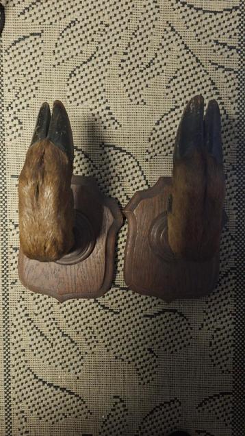 Set Kapstok Bokkenpoot. beschikbaar voor biedingen