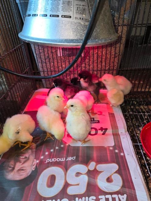 Jonge kuikens indio gigante x legkipxaustralorpkriel, Dieren en Toebehoren, Pluimvee, Kip, Geslacht onbekend