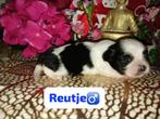 8 Shih Tzu puppys geboren 07/01/26 stamboom & DNA testen, Dieren en Toebehoren, Honden | Chihuahua's en Gezelschapshonden, Particulier