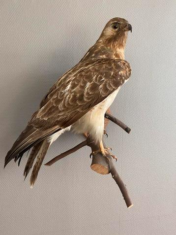 Opgezette grote roodstaartbuizerd/buizerd beschikbaar voor biedingen