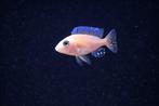 Malawi Cichlide “White Lips” - Phenochilus mdoka, Dieren en Toebehoren, Vissen | Aquariumvissen, Vis, Zoetwatervis
