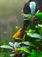 Gele/citroen garnalen, Dieren en Toebehoren, Vissen | Aquariumvissen, Kreeft, Krab of Garnaal, Zoetwatervis, Schoolvis