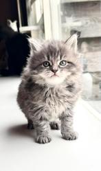 Kittens maine coone mix brite korthaar, Meerdere dieren, 0 tot 2 jaar