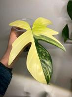 Philodendron Florida Beauty (hoge variegata), Huis en Inrichting, Kamerplanten, Ophalen, Halfschaduw, Minder dan 100 cm