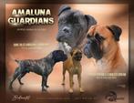 bullmastiff, Dieren en Toebehoren, Meerdere, 8 tot 15 weken, België, CDV (hondenziekte)