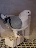 Griekse vlieg meeuwtjes, Meerdere dieren, Overige soorten