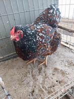Wyandotte, Dieren en Toebehoren, Mannelijk, Kip