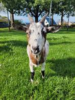 Dwerggeit, Dieren en Toebehoren, Schapen, Geiten en Varkens, Vrouwelijk, Geit, 0 tot 2 jaar