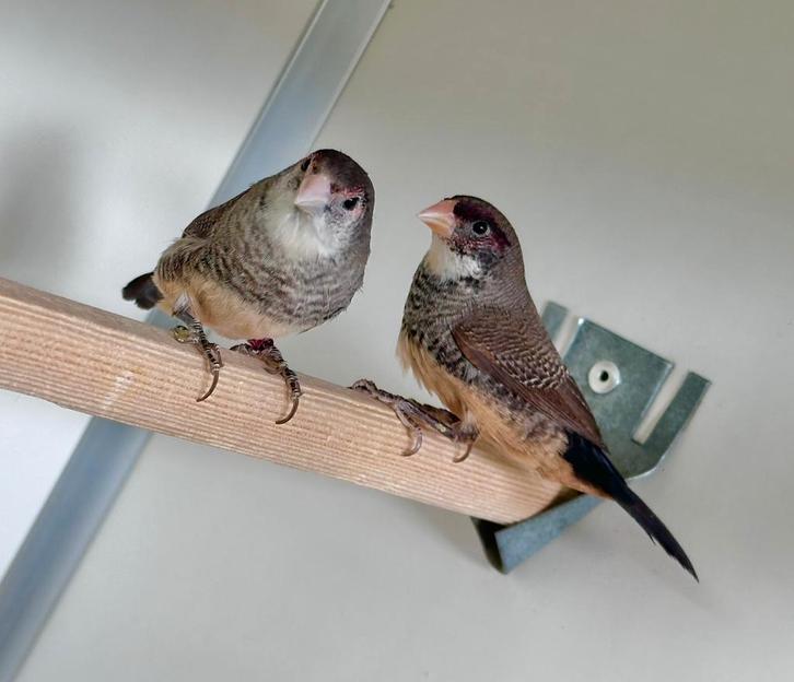 Bichenow x sint helena, Dieren en Toebehoren, Vogels | Overige Vogels, Vrouwelijk