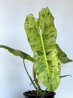 Philodendron Paraiso Verde KopStek, Huis en Inrichting, Kamerplanten, Overige soorten, Minder dan 100 cm, Ophalen of Verzenden