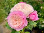 David Austin wedding rose Constance struik in 5L pot, Ophalen of Verzenden, Overige soorten, Volle zon
