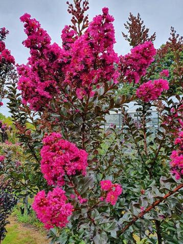 Lagerstroemia indica Plum Magic / nieuw ‼️‼️ beschikbaar voor biedingen