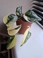 Scindapsus Mayari Variegata, Huis en Inrichting, Kamerplanten, Ophalen of Verzenden, Overige soorten, Minder dan 100 cm