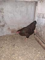 wyandotte kriel, Dieren en Toebehoren, Pluimvee, Meerdere dieren, Kip