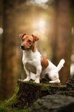 Ervaren Jackrussel Dekreu Hummer (niet te koop), Dieren en Toebehoren, Honden | Dekreuen, Reu, Eén hond, 3 tot 5 jaar, Nederland