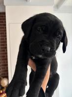 Cane Corso x Golden Retriever, Rabiës (hondsdolheid), Overige rassen, 8 tot 15 weken, Meerdere