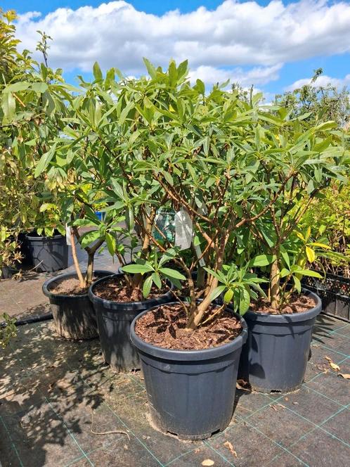 Edgeworthia chrysantha, papierstruik geel bloeiend, Tuin en Terras, Planten | Struiken en Hagen, Overige soorten, Minder dan 100 cm