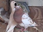 Mooie duiven die we goedkoop weg doen, Dieren en Toebehoren, Vogels | Duiven, Meerdere dieren, Overige soorten