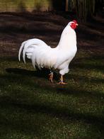 Schijndelaar toom 1+4 /2025, Dieren en Toebehoren, Pluimvee, Meerdere dieren, Kip