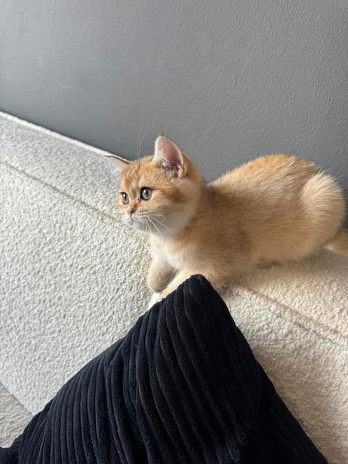 Golden shaded briste korthaar, Dieren en Toebehoren, Katten en Kittens | Raskatten | Korthaar, Poes, Gechipt