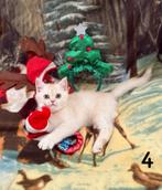 Britse Korthaar Kitten  Opzoek Naar een Kerstboom!, Dieren en Toebehoren, Katten en Kittens | Raskatten | Korthaar, Meerdere dieren