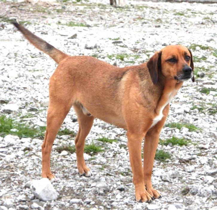 Charlie een lief grappig hondje, Dieren en Toebehoren, Honden | Niet-rashonden, Middel, Reu, Particulier, Eén hond, Buitenland