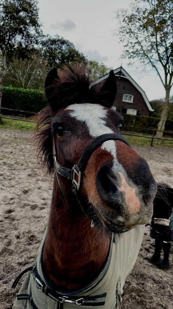 Verzorger gezocht, Dieren en Toebehoren, Paarden en Pony's | Overige Paardenspullen, Dressuur, Ophalen of Verzenden