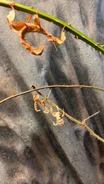 Gratis flappentakken, Bijen