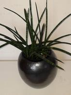 Sanseveria Fernwood, Ophalen