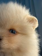 Pomeriaan pup met blauwe oog reutje, Particulier, Reu, 8 tot 15 weken, Buitenland