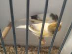 Kanaries mannen en poppen, Dieren en Toebehoren, Meerdere dieren, Kleurkanarie