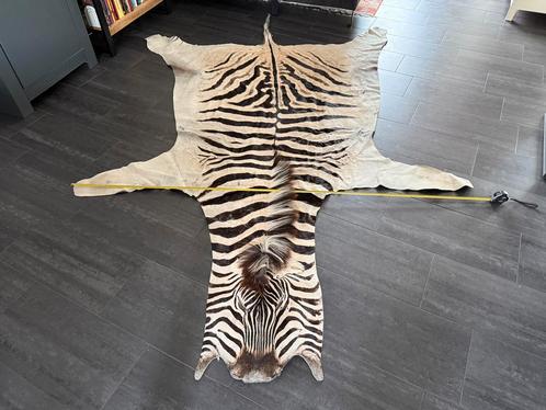 Zebrahuid Echte Burchell zebra 295 x 208 cm, Huis en Inrichting, Stoffering | Tapijten en Kleden, Zo goed als nieuw, 200 cm of meer