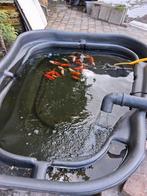 vijver met 40 vissen, Tuin en Terras, Vijvers, Ophalen, Zo goed als nieuw