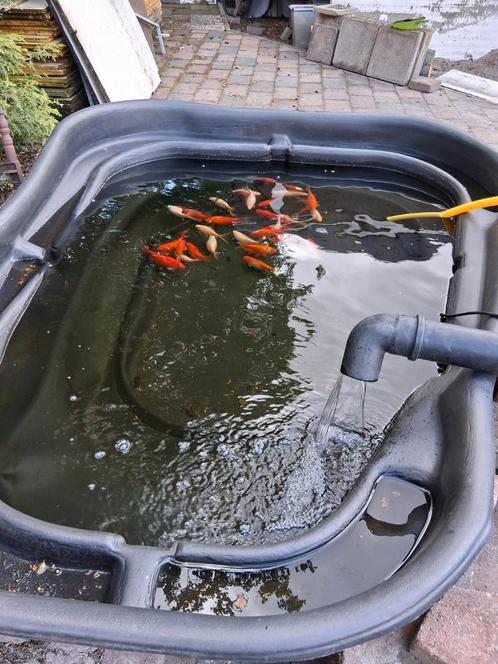 vijver met 40 vissen, Tuin en Terras, Vijvers, Zo goed als nieuw, Ophalen